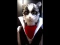 Nyanta mask fiinished! - Log horizon cosplay