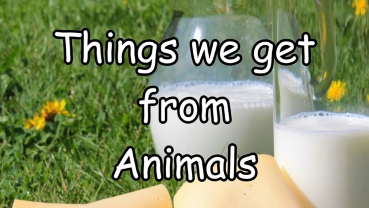 Things We Get From Animals YouTube Things we get from animals youtube