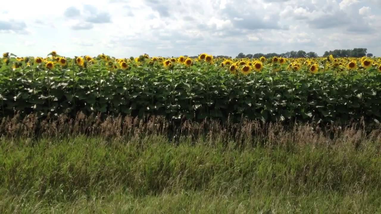 Sunflower Facing East YouTube