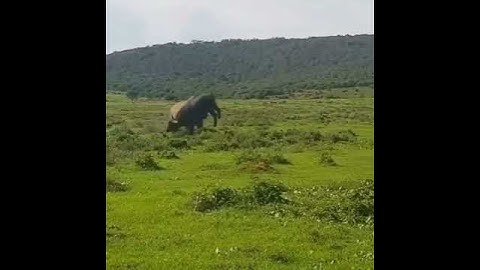 #shorts "Cuộc chiến đòi sống còn: Trâu rừng và tê giác đối đầu đầy căng thẳng!"