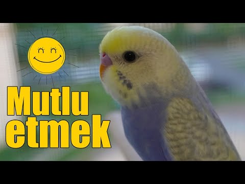 Video: Bir Kuş Besleyiciyi Nasıl Ve Ne Yapabilirsiniz?