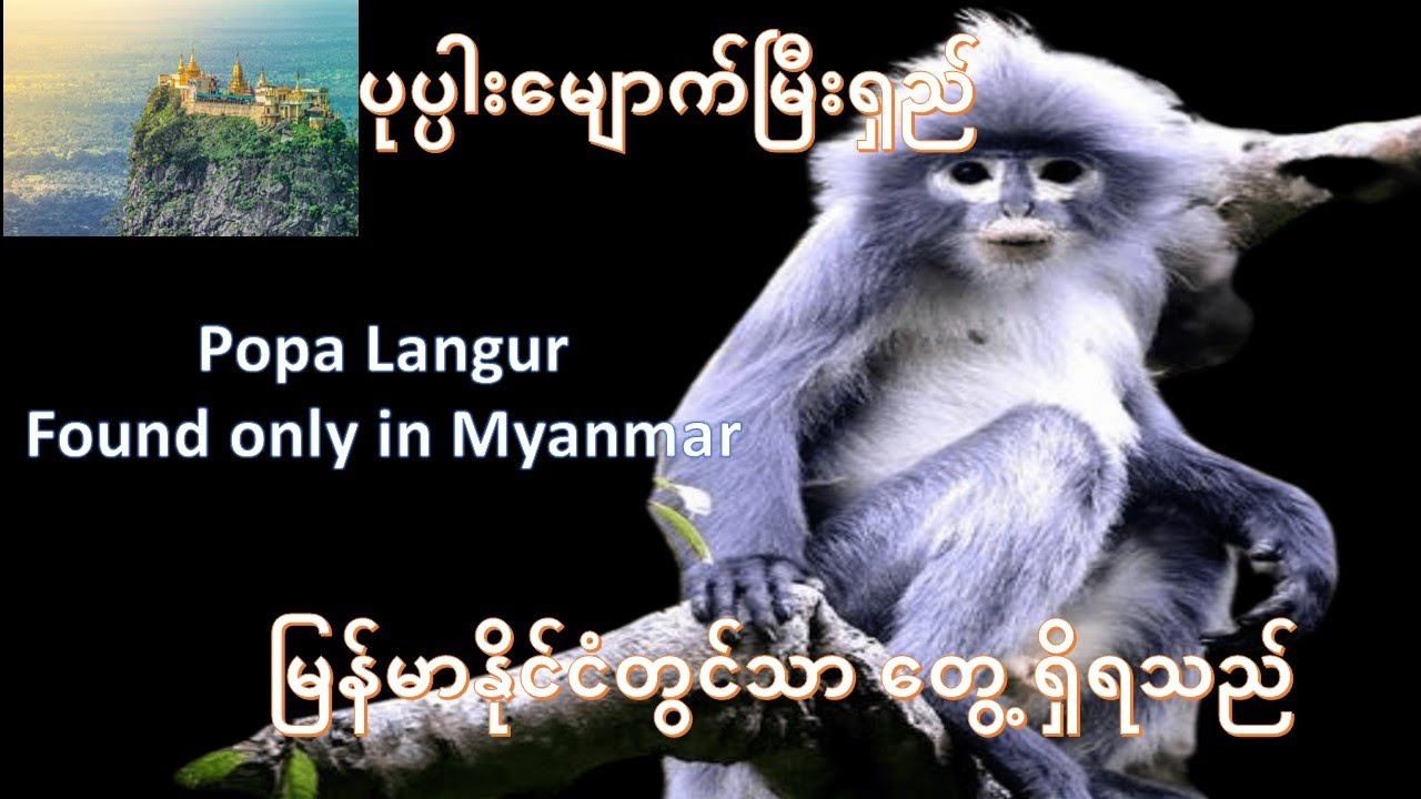 Popa Langur မြန်မာနိုင်ငံမှာပဲရှိတဲ့ပုပ္ပါးမျောက်မြှီးရှည်