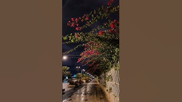 تلاوه من سورة الأنبياء|بصوت القارئ هاني الرفاعي 🎧✨ #trending #قران_كريم #quran #قرآن