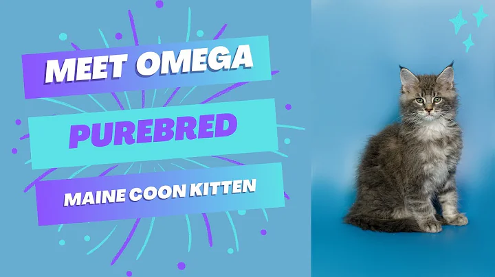 Video 3566861: purebred maine coon kitten, purebred kitties, kitten home