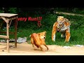 Update Tiger to prank dog in village not challenge very funny