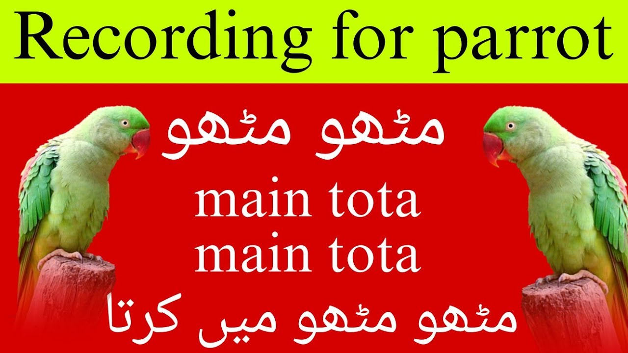 recording-for-parrot-how-to-train-a-parrot-to-talk-mithu-mithu-poem