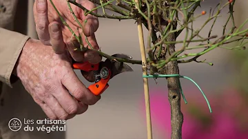 Quand et comment tailler les rosiers tiges ?