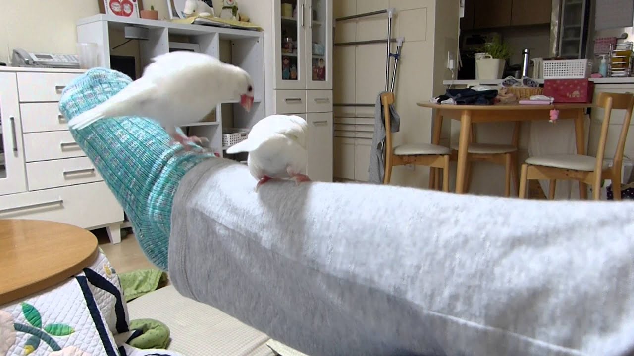 白文鳥　ピーちゃんの求愛ダンス♪（White Java sparrow p-chan of courtship dance)＜美しい鳴き声＞