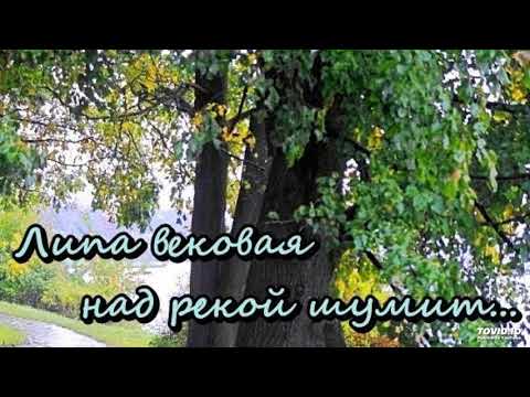Липа вековая. Русская