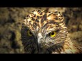 Crested Hawk Eagle Crested Hawk Eagle