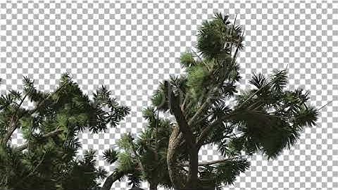 Jeffrey Pine Pinus Jeffreyi Big Branches | Motion Graphics - Envato elements
