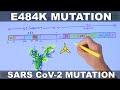 E484K Mutation of SARS CoV 2