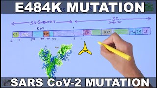 E484K Mutation of SARS CoV 2