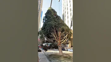 Rockefeller Center Christmas Tree Arrives In NYC 