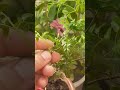 إكثار نبات الياسمين Jasminum Propagation نباتات الزينة إكثار Propagation