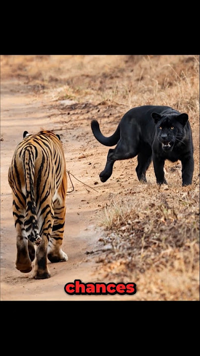 Siberian Tiger VS Black Panther Meeting! #shorts