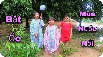 Ra Vườn Xoài Bắt Ốc Mùa Nước Nổi.