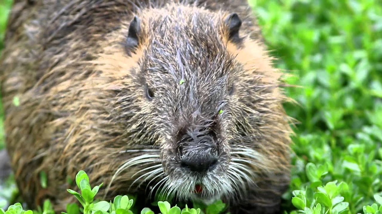wildlife videographer jobs Texas Wild: Nutria