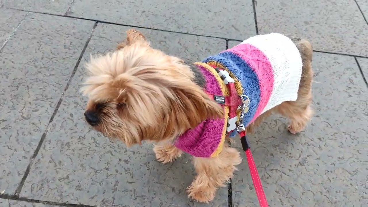 Посещение Каттисарк с йоркширским терьером Йорки Люси