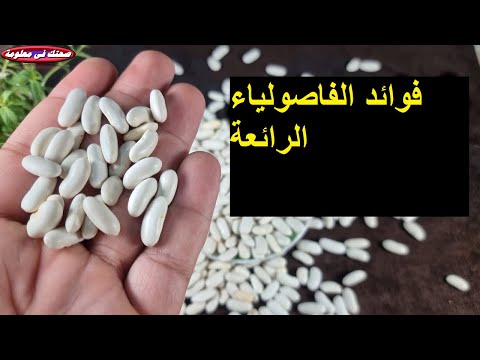 ماهى فوائد الفاصوليا للجسم والامراض التى تعالجها الفاصوليا كنز حقيقى ومعلومات رائعة