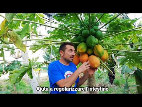 Video: Stagione di raccolta della papaia - Suggerimenti per la raccolta della frutta della papaia