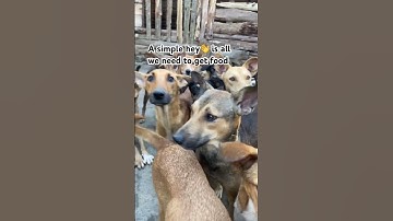 Please don’t scroll donate dogs food link in the bio#donatetoday#dogfood#comment#share