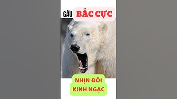 Gấu Bắc Cực nhịn đói kinh ngạc