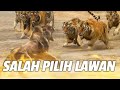 Top 5  raja hutan ini apes salah pilih lawan