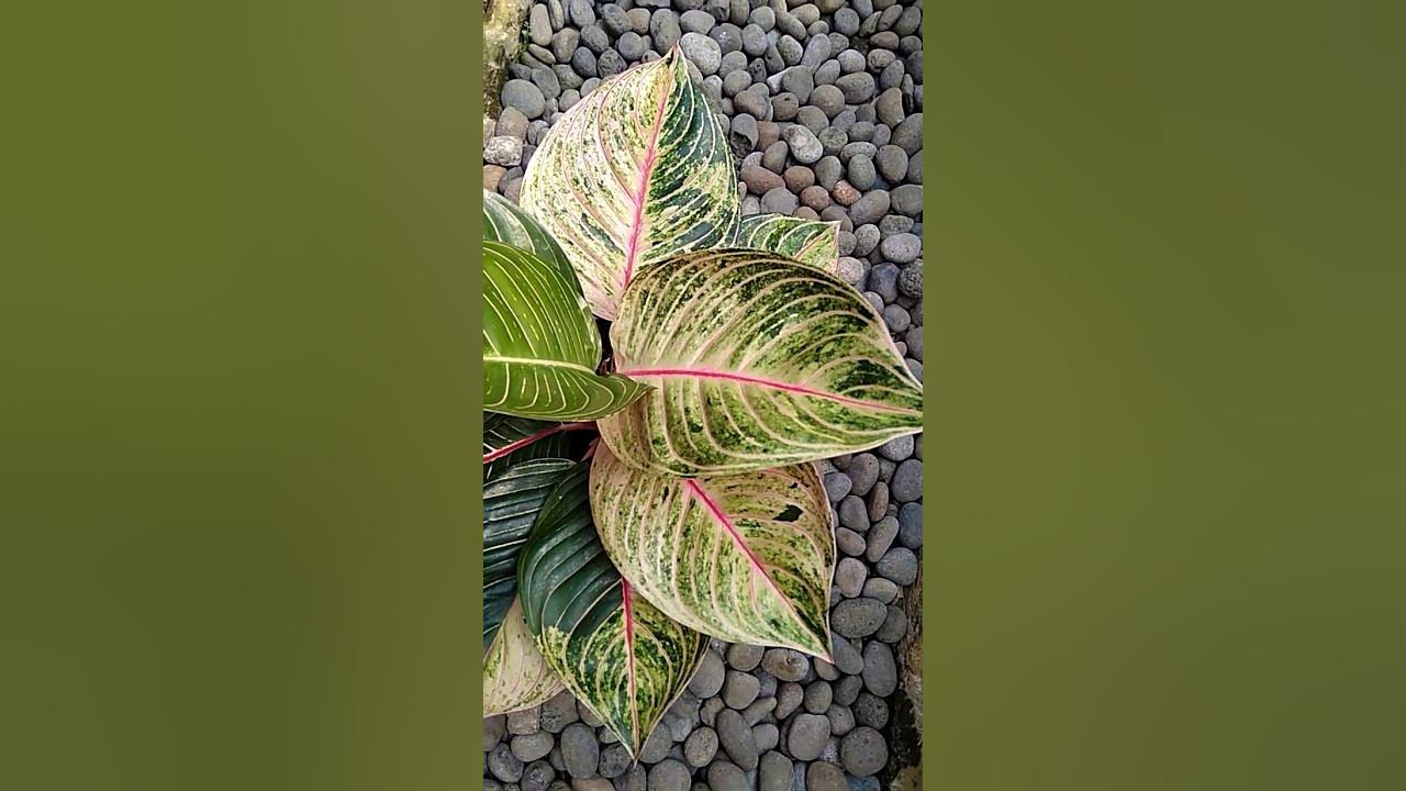 Аглаонема слоновьи уши фото Aglaonema Esmeralda - YouTube