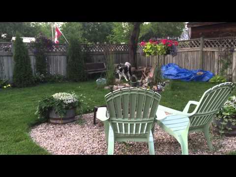 neighbour-peeping