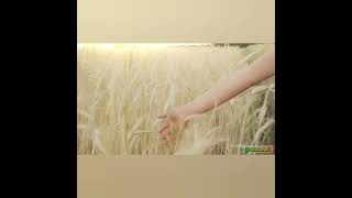 Özlem Özdil - Yürü Be Haydar Whatsapp Durum