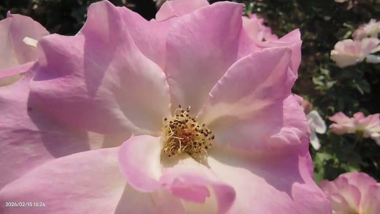 20260215-台南雅聞湖濱療癒森林 #台南雅聞湖濱療癒森林 #雅聞湖濱療癒森林 #不能只有我看見台灣的美 