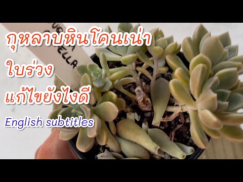 วีดีโอ: คุณสามารถช่วย Succulent ที่กำลังจะตาย: เรียนรู้วิธีชุบชีวิต Succulents