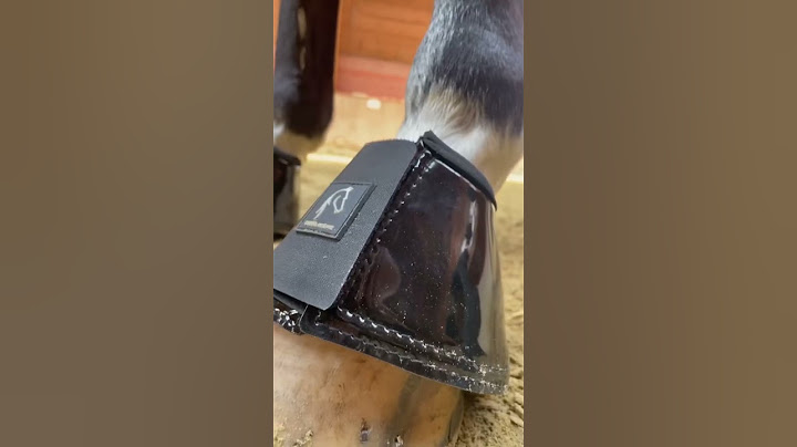 Das MUSST du deinem Pferd auch kaufen 😮‍💨😮‍💨🥰🥰 #jaezshecan
