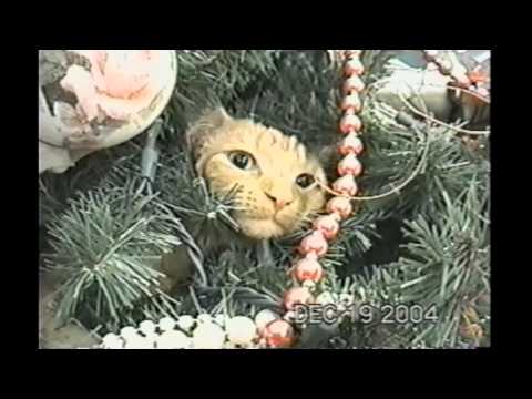 cat-refuses-to-leave-christmas-tree