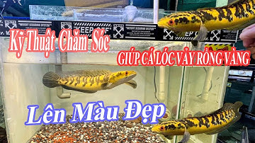 Cập Nhật Hồ Cá Lóc Vảy Rồng Vàng - Bí Quyết Giúp Cá Lóc Vảy Rồng Vàng Lên Màu Đẹp #channa #guppy