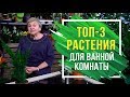 Топ - 3 Растения для ванной комнаты