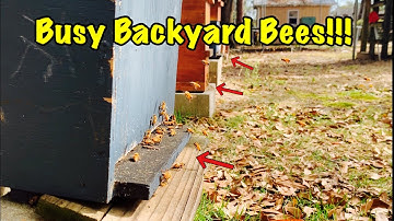 My BACKYARD BEES - Survivor Bees Removing Rubber Bands - Scouts checking out SWARM TRAP