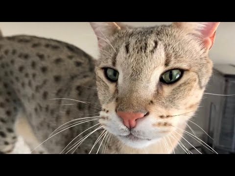Good Morning Meows