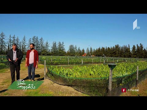 ლოკოკინას ბიზნესი - მომავლის #ფერმა