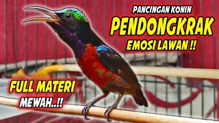 KOLIBRI NINJA GACOR FULL ISIAN TEMBAKAN BELALANG EMAS !! MASTERAN KONIN BAHAN FULL MATERI MEWAH
