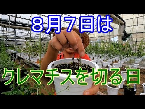 クレマチスです クレマチス専門ナーセリー 及川フラグリーン スリット 深鉢 7号
