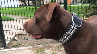 Chocolate Pitbull Terrier
