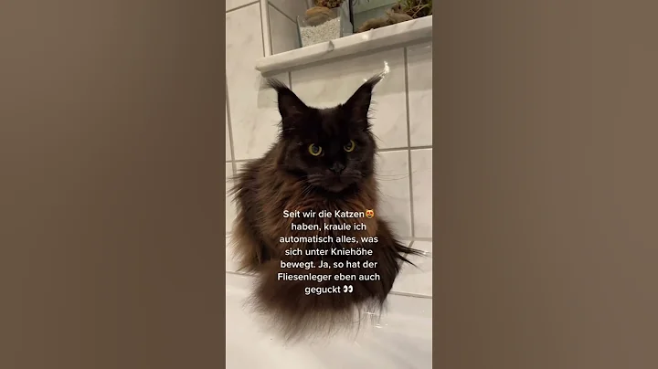 Video 11614201: mainecoon cutecat cat, mainecoon catlife