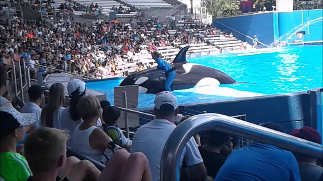 SeaWorld Orlando - Killer Whales Show - YouTube