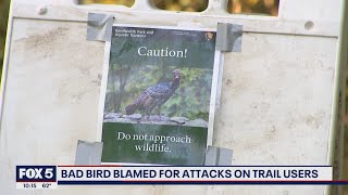 Wild turkey blamed for attacks on Washington, D.C. hikers | FOX 5 DC screenshot 4