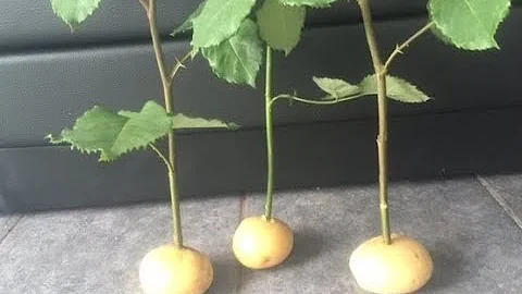 How To Grow Rose Cuttings In Potatoes