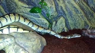 Enchi Vanilla Ball Python