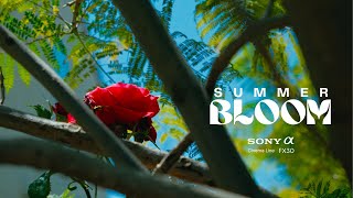 Summer Bloom | Sigma 18-50MM F2.8 | SONY FX30 | 4K Cinematic