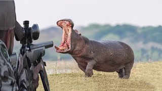 Exciting hunt: the hunter against the king of the Nile ( Hippopotamus ) by The Art Of Hunt 18,674 views 9 months ago 8 minutes, 5 seconds